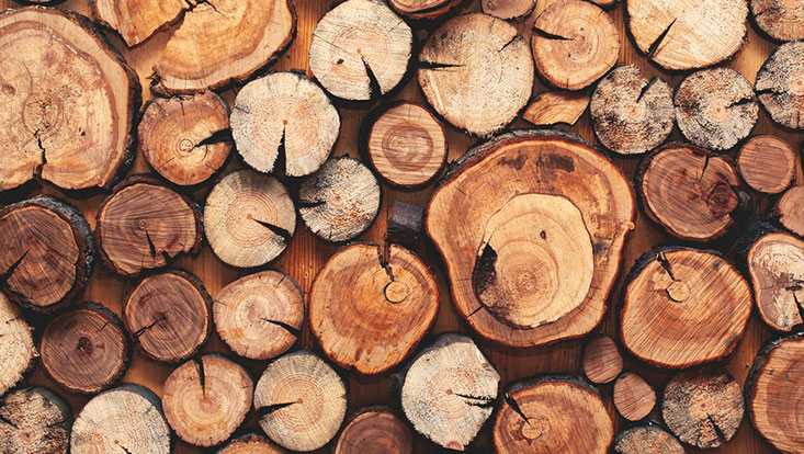 تفاوت چوب راش و روس در چیست؟