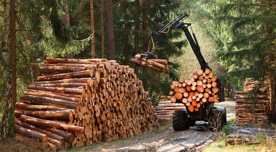 تفاوت چوب راش و روس در چیست؟